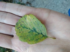 Alnus lusitanica