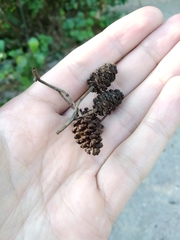 Alnus lusitanica