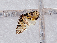 Eustroma changi
