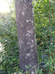 Alnus lusitanica