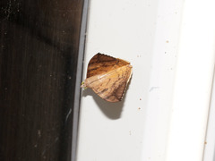 Oxyodes scrobiculata