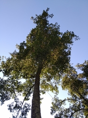 Alnus lusitanica