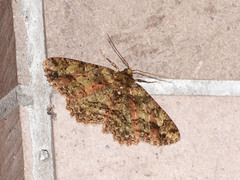 Paradarisa comparataria