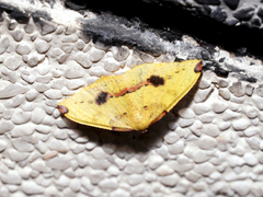 Heterolocha satoi