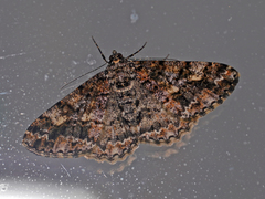 Alcis taiwanovariegata