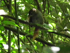 Cranioleuca obsoleta