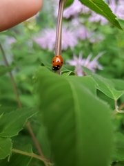 Coccinella septempunctata