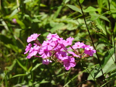 Phlox glaberrima