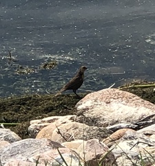 Xanthocephalus xanthocephalus