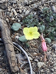 Oenothera xylocarpa