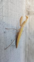 Mantis religiosa