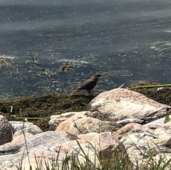 Xanthocephalus xanthocephalus