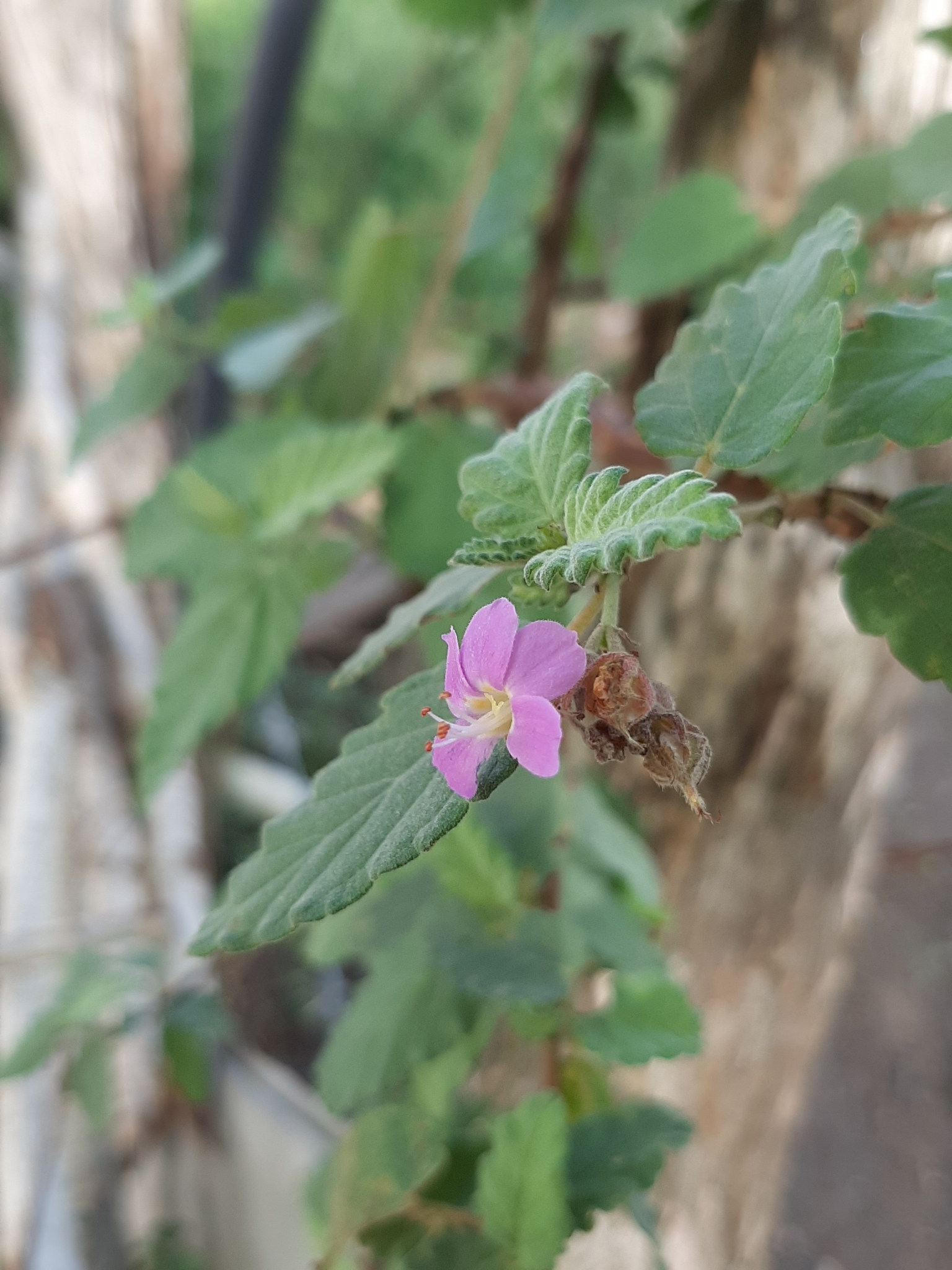 Melochia tomentosa
