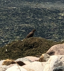 Xanthocephalus xanthocephalus