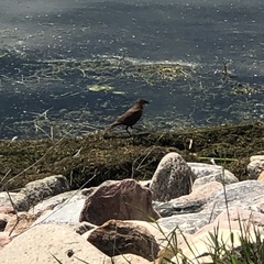 Xanthocephalus xanthocephalus