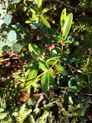 Kalmia polifolia