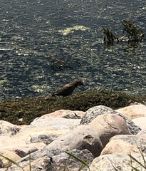 Xanthocephalus xanthocephalus