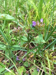 Prunella vulgaris vulgaris