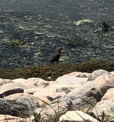 Xanthocephalus xanthocephalus