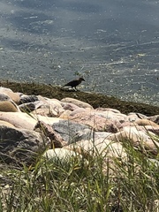 Xanthocephalus xanthocephalus