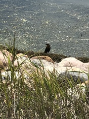 Xanthocephalus xanthocephalus