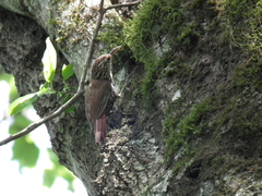 Lepidocolaptes falcinellus