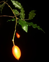 Swartzia picramnioides