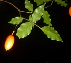 Swartzia picramnioides