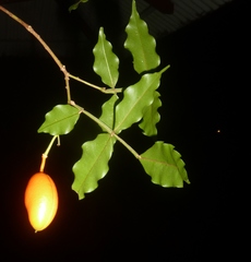 Swartzia picramnioides