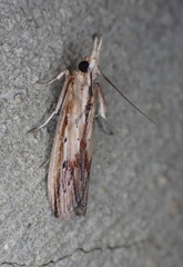 Ancylostomia stercorea