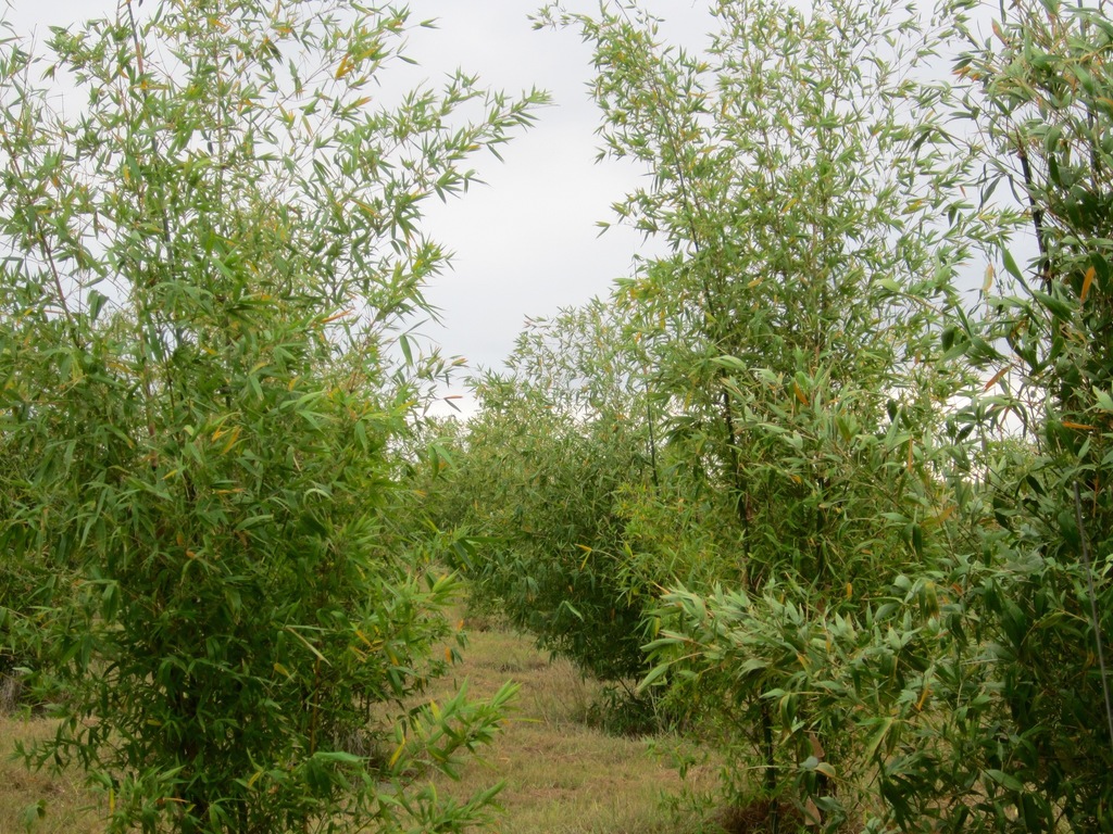 Female Bamboo