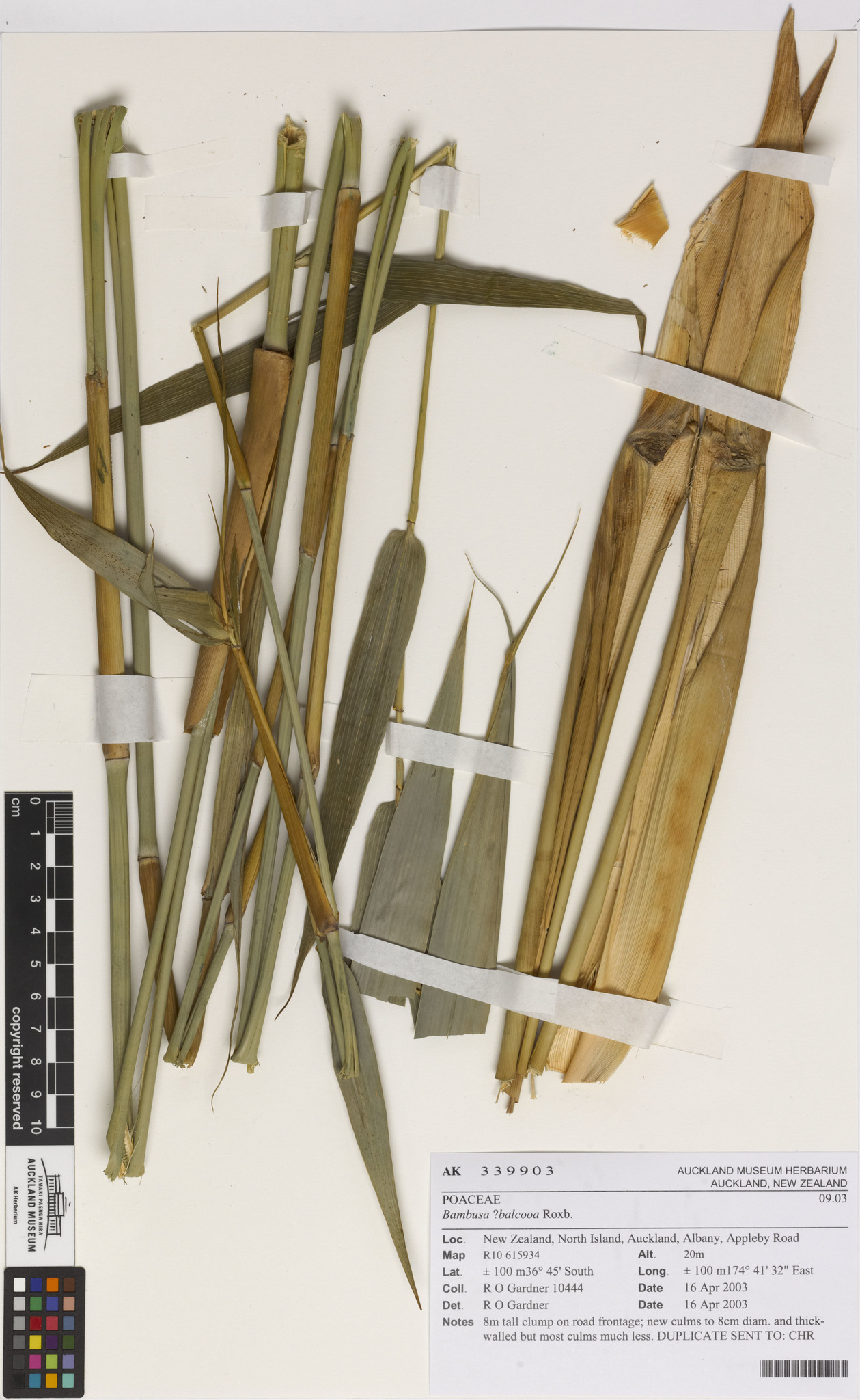 Bambusa balcooa - Female Bamboo