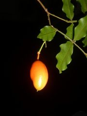 Swartzia picramnioides