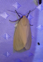 Pareuchaetes insulata