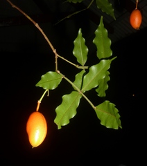 Swartzia picramnioides