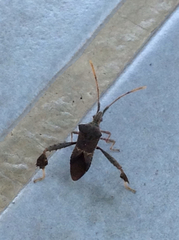 Leptoglossus brevirostris