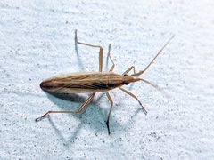 Stenodema trispinosum