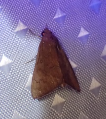 Anomis illita