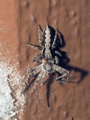 Platycryptus californicus
