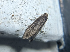 Aphomia terrenella
