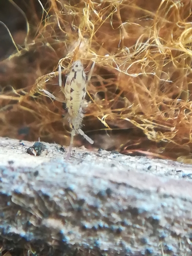 Entomobrya intermedia, photo 6 of 7