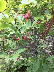 Vaccinium erythrocarpum