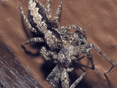 Platycryptus californicus