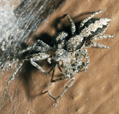 Platycryptus californicus