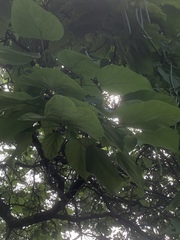 Aristolochia macrophylla