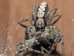 Platycryptus californicus
