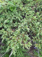 Juniperus foetidissima