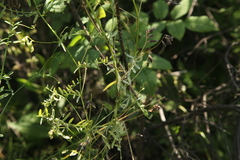 Vicia hirsuta