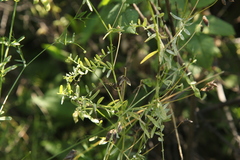 Vicia hirsuta