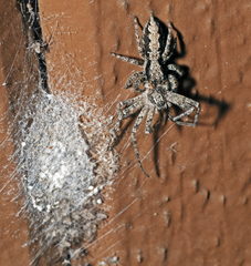 Platycryptus californicus